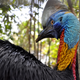 Image for article titled Florida Man Meets Tragic Death After Being Killed by Rare Cassowary Bird
